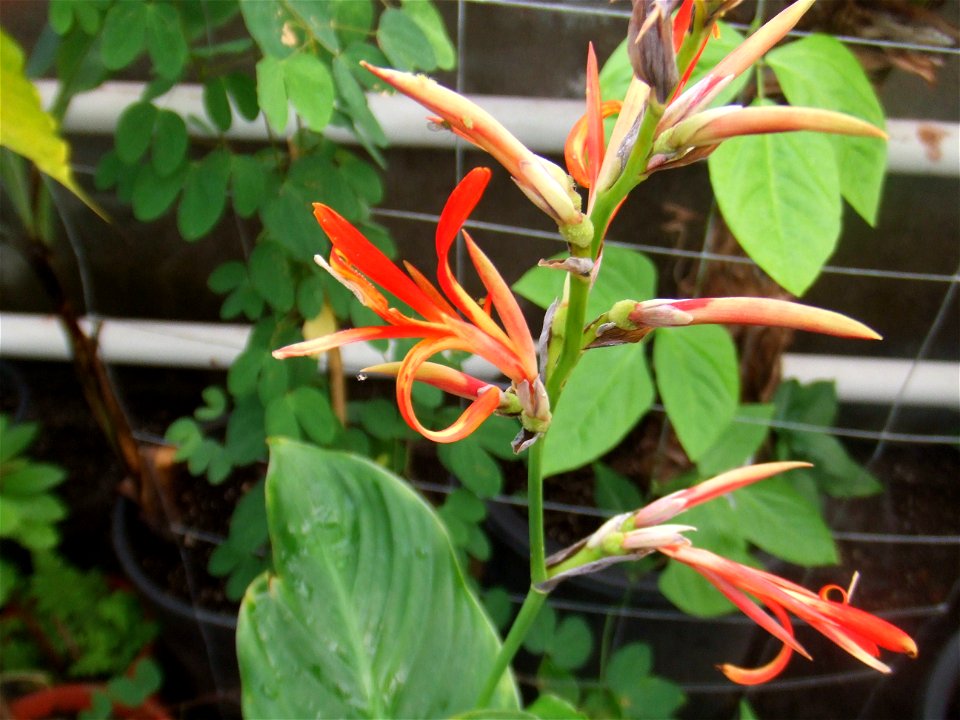 Canna brasiliensis, picture taken at the Botanische tuin TU Delft in Delft, The Netherlands