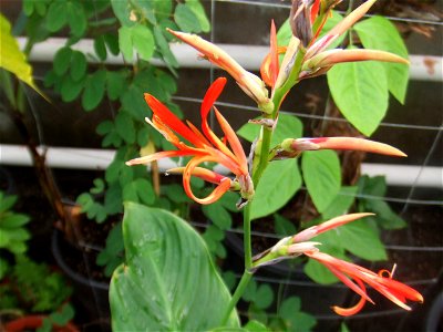 Canna brasiliensis, picture taken at the Botanische tuin TU Delft in Delft, The Netherlands photo