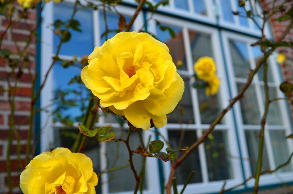 Branches house romantic