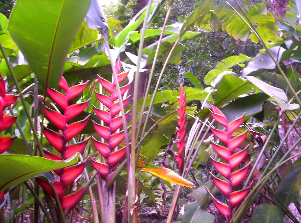 Planta Heliconia latispatha Benth., comúnmente conocida como platanillo, genuina de América Central. Foto tomada en el Jardín Botánico de Río de Janeiro, Brasil.
