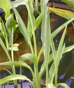 Canna glauca photo