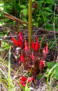 Plant bearing fruit near Bandundu town, D.R. Congo photo