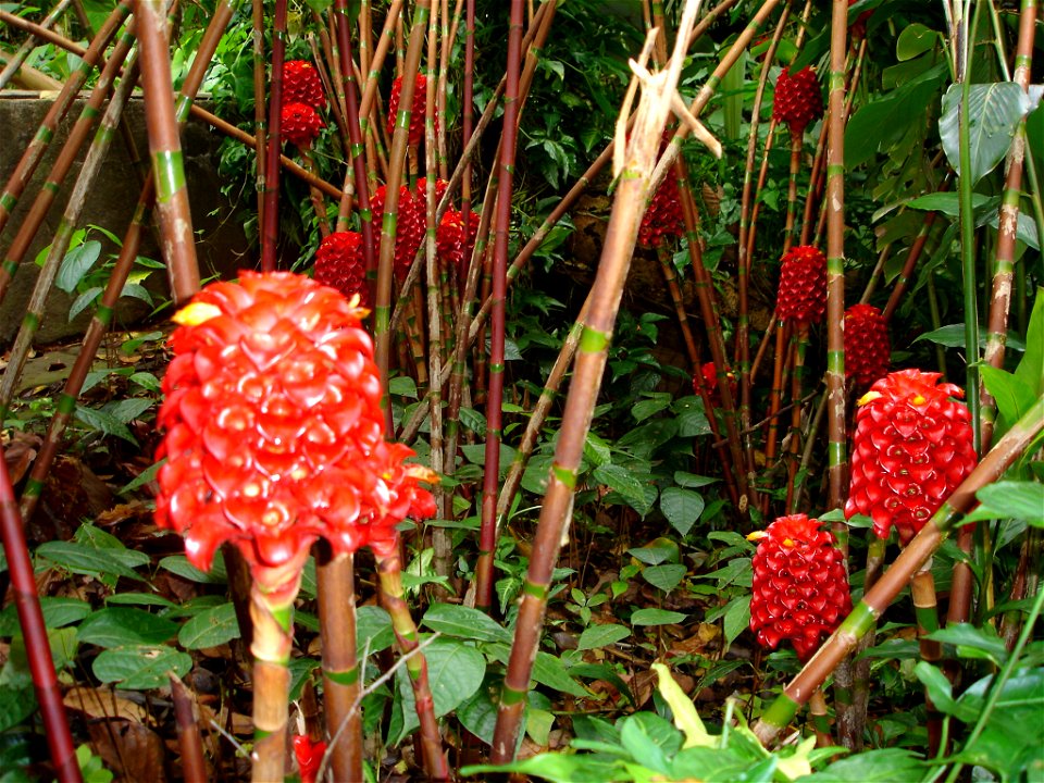 Tapeinochilos ananassae, Wax Ginger, photographed in Basse Terre, Guadeloupe