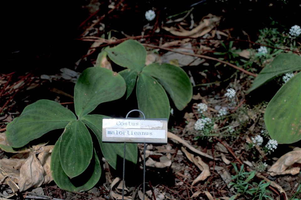 Costus malortieanus - Spiral ginger