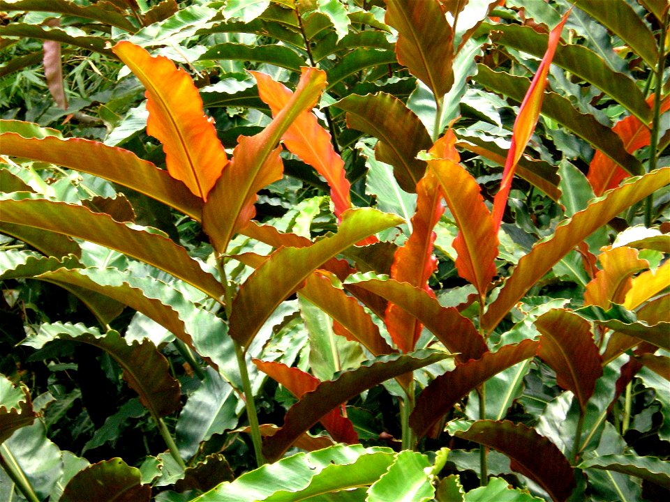 Etlingera fulgens (Zingiberaceae)