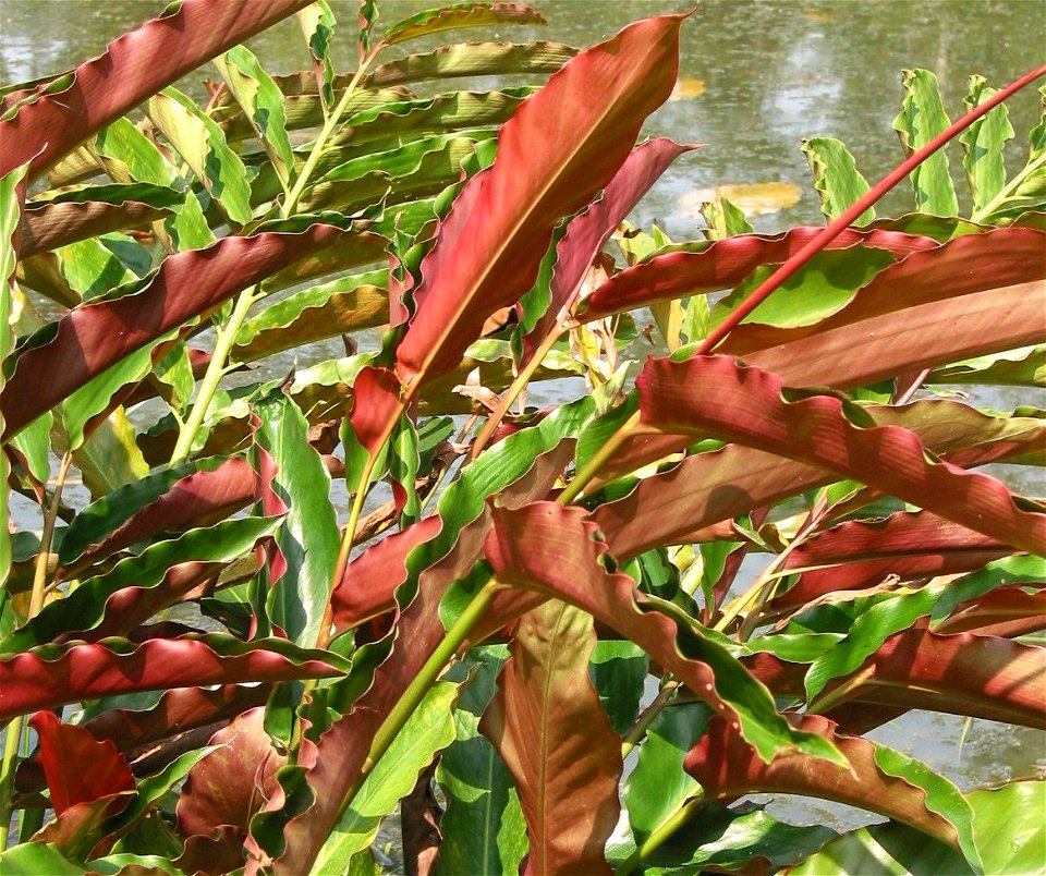 Etlingera fulgens (Zingiberaceae)