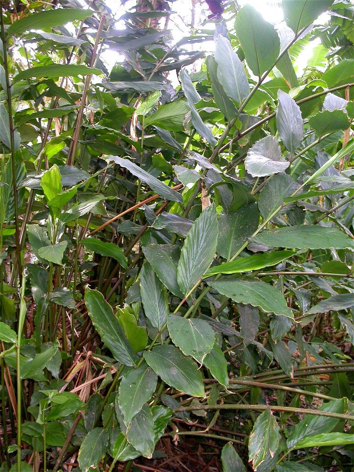 Foliage of Aframomum zambesiacum. Photo taken near Izumbze village, Southern Highlands of Tanzania.