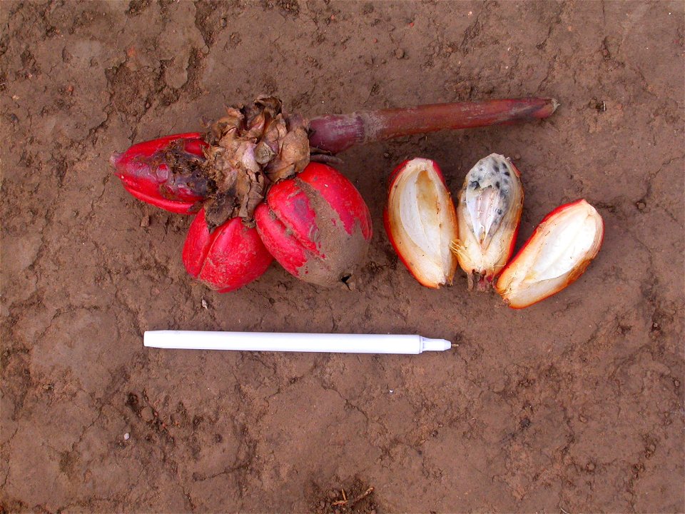 Fruit of Aframomum zambesiacum. Photo taken near Izumbwe village, Southern Highlands of Tanzania