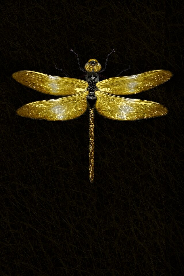 Wing animal close up