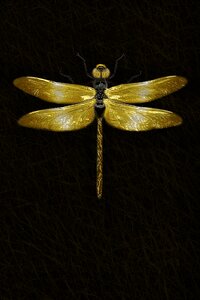 Wing animal close up