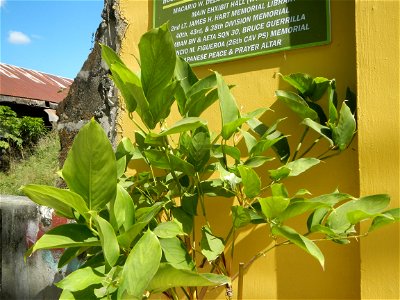 Bamban, Tarlac Museum, WWII Exhibit, No. 6 Rizal Avenue Old MacArthur Highway, Lourdes, Bamban, Tarlac; Macario W. Dela Cruz Memorial Hall, 2nd Lt. James H. Hart Memorial Library. 40th, 43rd & 38t photo