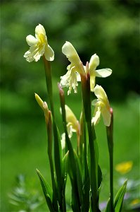 Roscoea cautleoides Gagnep.