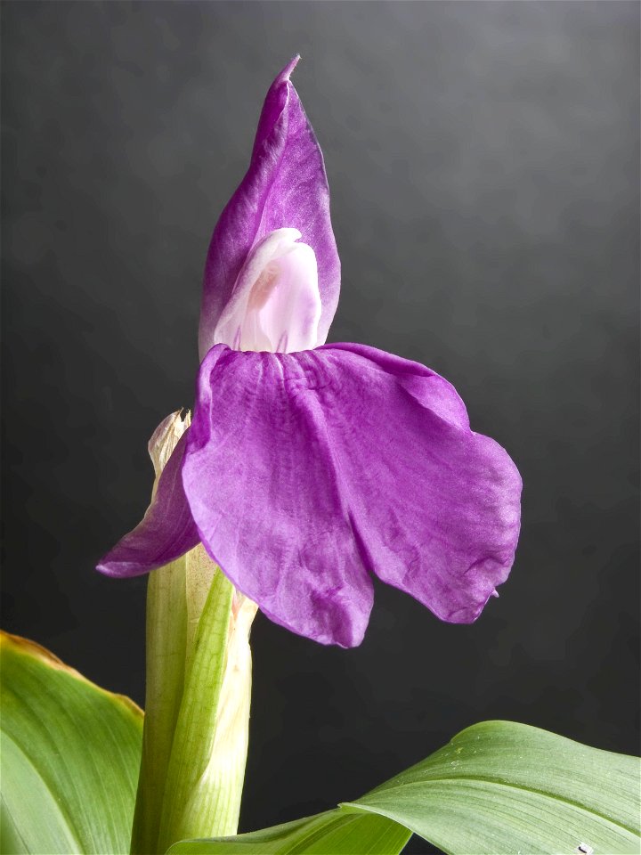 Flower of Roscoea auriculata, in cultivation in England