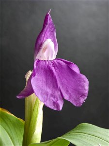 Flower of Roscoea auriculata, in cultivation in England photo