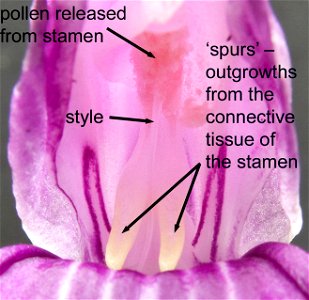 Labelled close-up of the centre of a flower of Roscoea auriculata photo