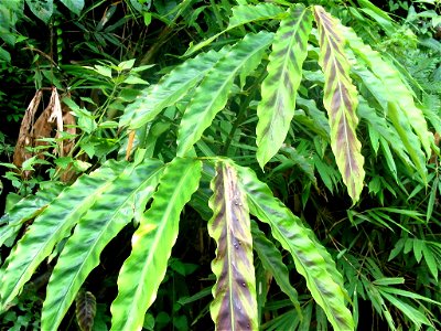 Etlingera rubrostriata (Zingiberaceae) photo