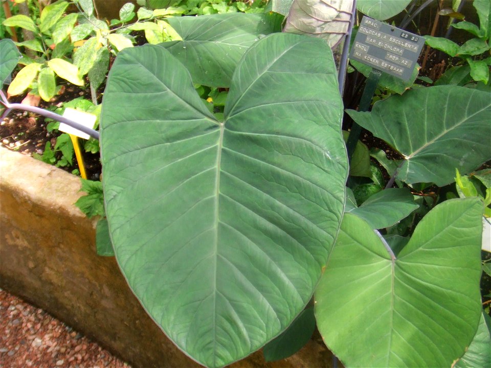 Colocasia esculenta, picture taken at the Botanische tuin TU Delft in Delft, The Netherlands