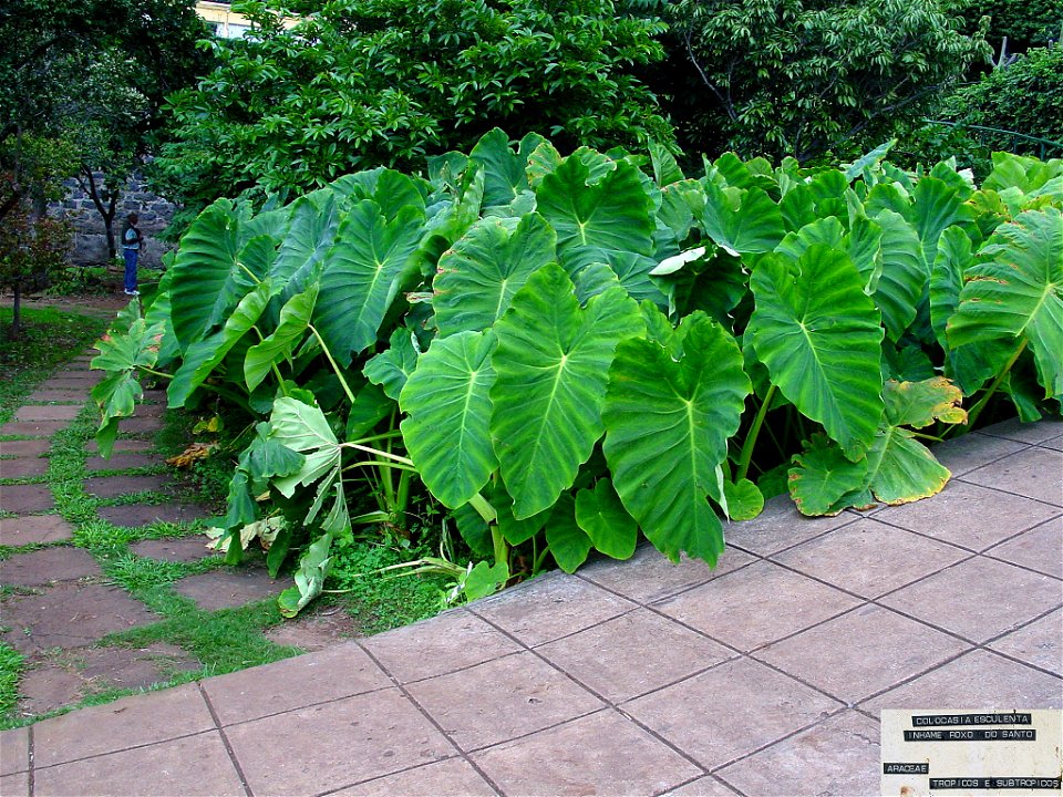Taro. Photo taken in the botanic garden in Madeira.