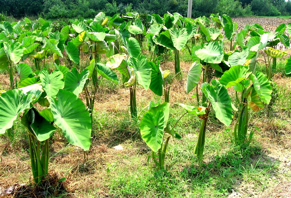 Colocasia esculenta cultivated in a field culture. Photo taken in southern China (Yangshuo county) in july 2005.