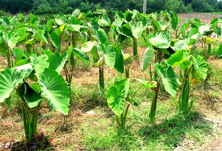 Colocasia esculenta cultivated in a field culture. Photo taken in southern China (Yangshuo county) in july 2005.