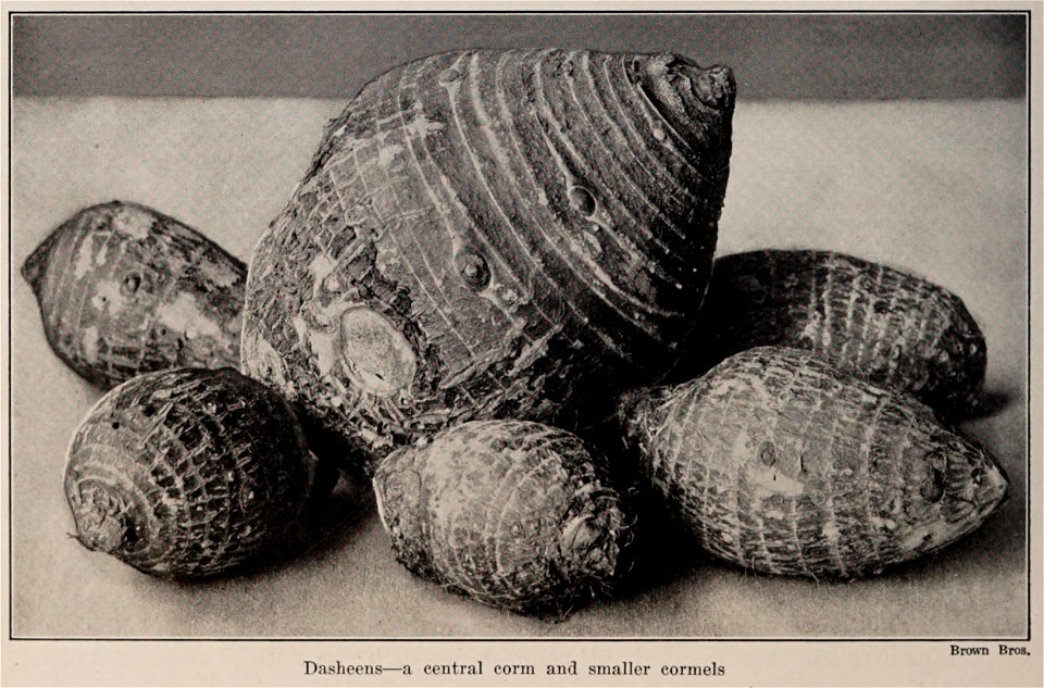 Dasheens, photo from The Encyclopedia of Food by Artemas Ward; a central corm and smaller cormels (photo credit: Brown Bros.)
