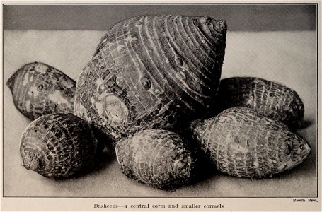 Dasheens, photo from The Encyclopedia of Food by Artemas Ward; a central corm and smaller cormels (photo credit: Brown Bros.) photo