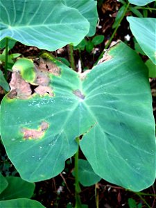 Pathogen: Phytophthora colocasiae | Read: www.ctahr.hawaii.edu/oc/freepubs/pdf/PD-71.pdf