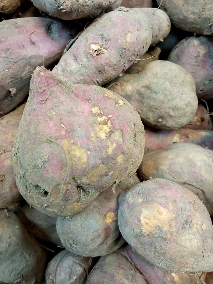 Ocumo chino producido en Venezuela.