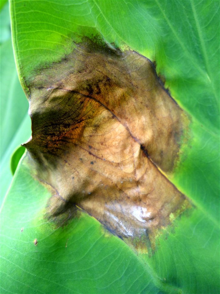 Pathogen: Phytophthora colocasiae | Read: www.ctahr.hawaii.edu/oc/freepubs/pdf/PD-71.pdf