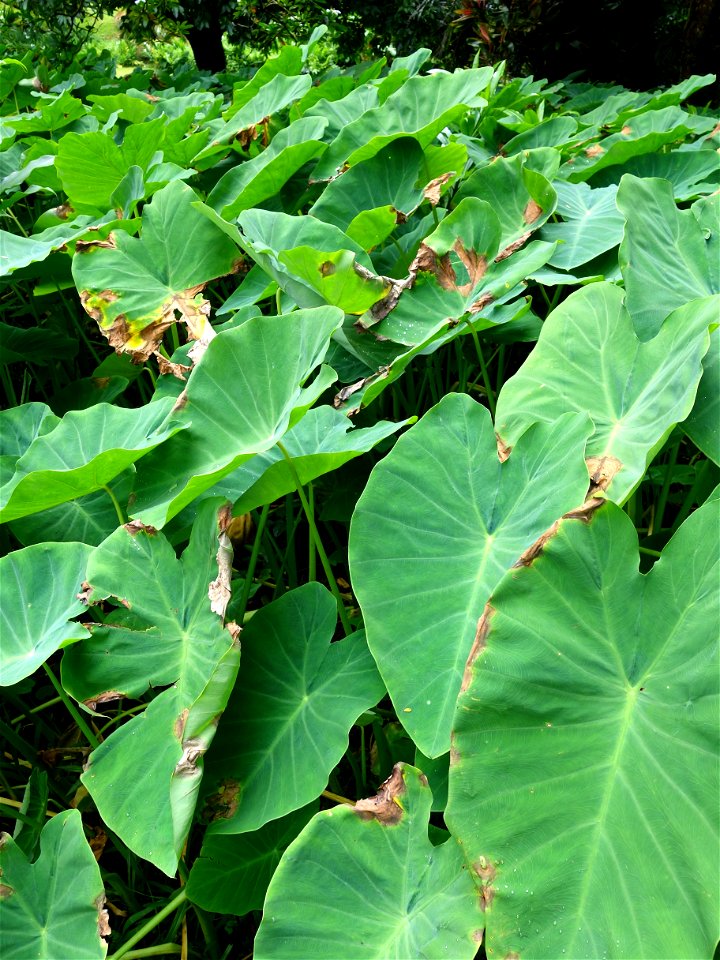 Pathogen: Phytophthora colocasiae | Read: www.ctahr.hawaii.edu/oc/freepubs/pdf/PD-71.pdf