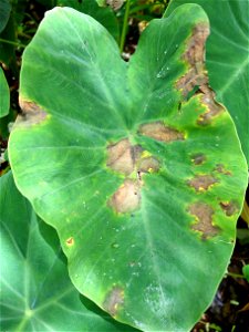 Pathogen: Phytophthora colocasiae | Read: www.ctahr.hawaii.edu/oc/freepubs/pdf/PD-71.pdf photo