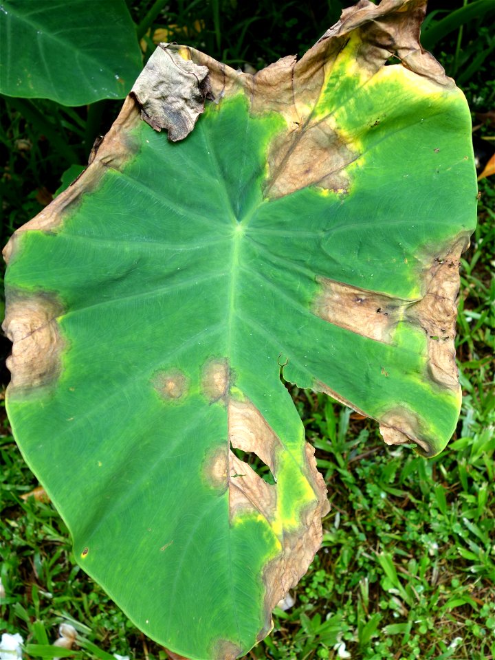 Pathogen: Phytophthora colocasiae | Read: www.ctahr.hawaii.edu/oc/freepubs/pdf/PD-71.pdf