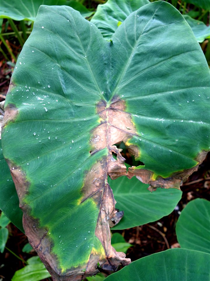 Pathogen: Phytophthora colocasiae | Read: www.ctahr.hawaii.edu/oc/freepubs/pdf/PD-71.pdf