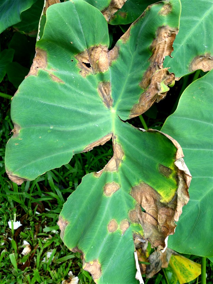 Pathogen: Phytophthora colocasiae | Read: www.ctahr.hawaii.edu/oc/freepubs/pdf/PD-71.pdf