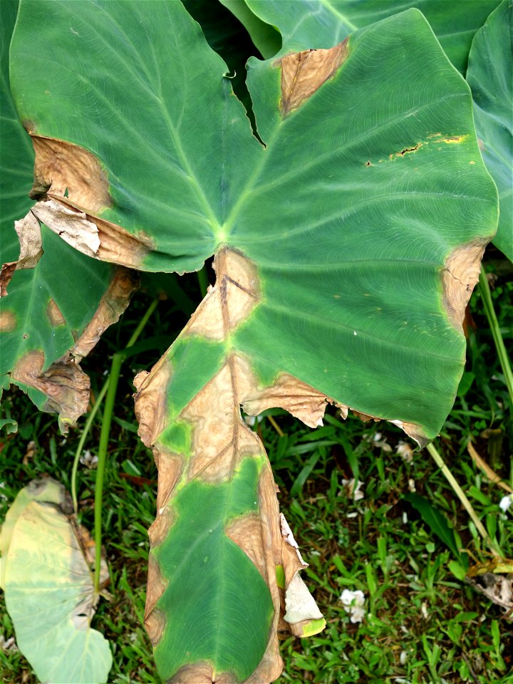 Pathogen: Phytophthora colocasiae | Read: www.ctahr.hawaii.edu/oc/freepubs/pdf/PD-71.pdf