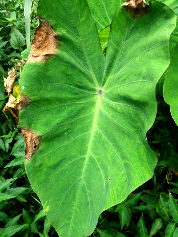 Pathogen: Phytophthora colocasiae | Read: www.ctahr.hawaii.edu/oc/freepubs/pdf/PD-71.pdf