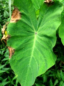 Pathogen: Phytophthora colocasiae | Read: www.ctahr.hawaii.edu/oc/freepubs/pdf/PD-71.pdf