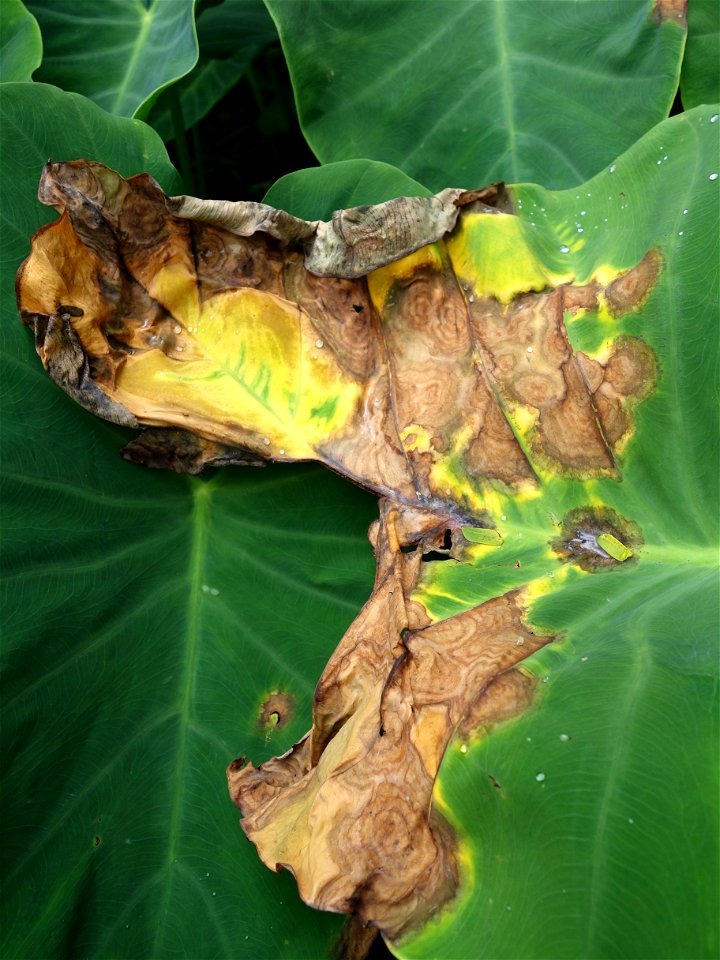 Pathogen: Phytophthora colocasiae | Read: www.ctahr.hawaii.edu/oc/freepubs/pdf/PD-71.pdf