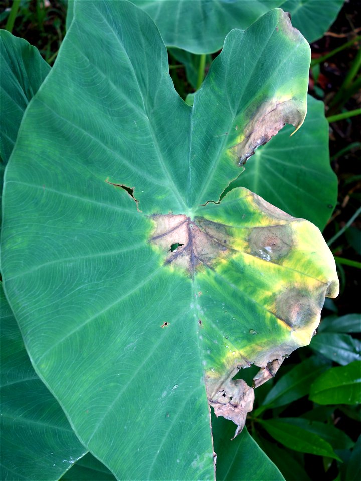 Pathogen: Phytophthora colocasiae | Read: www.ctahr.hawaii.edu/oc/freepubs/pdf/PD-71.pdf