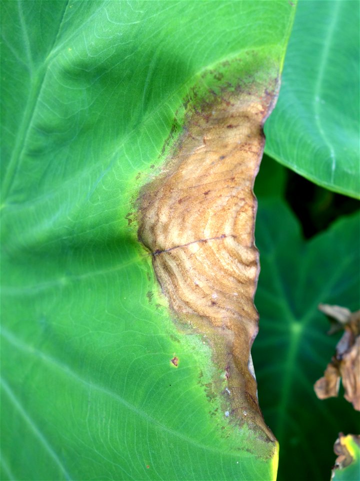 Pathogen: Phytophthora colocasiae | Read: www.ctahr.hawaii.edu/oc/freepubs/pdf/PD-71.pdf