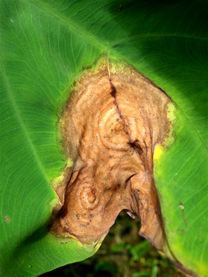 Pathogen: Phytophthora colocasiae | Read: www.ctahr.hawaii.edu/oc/freepubs/pdf/PD-71.pdf