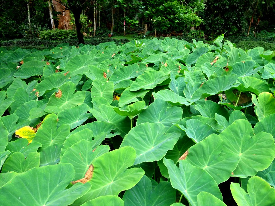 Pathogen: Phytophthora colocasiae | Read: www.ctahr.hawaii.edu/oc/freepubs/pdf/PD-71.pdf
