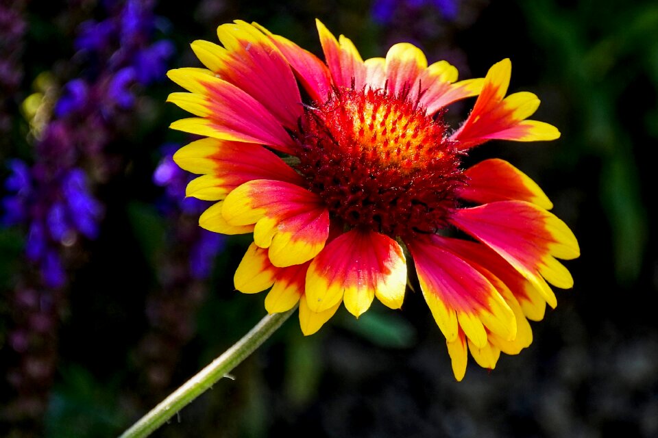 Nature plant flower garden