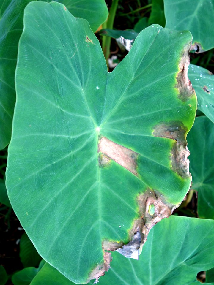 Pathogen: Phytophthora colocasiae | Read: www.ctahr.hawaii.edu/oc/freepubs/pdf/PD-71.pdf