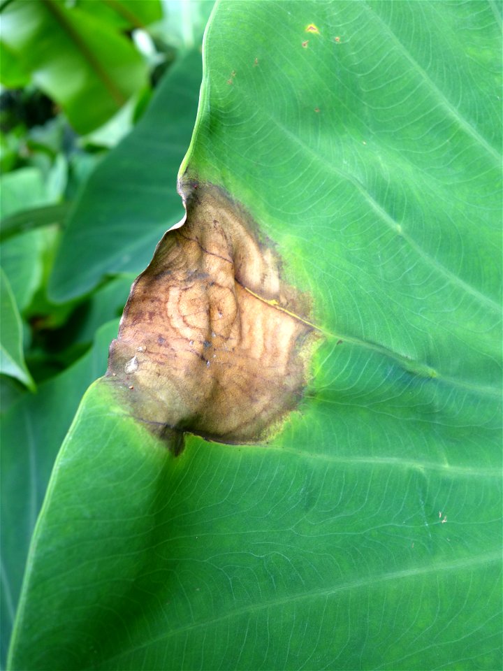 Pathogen: Phytophthora colocasiae | Read: www.ctahr.hawaii.edu/oc/freepubs/pdf/PD-71.pdf