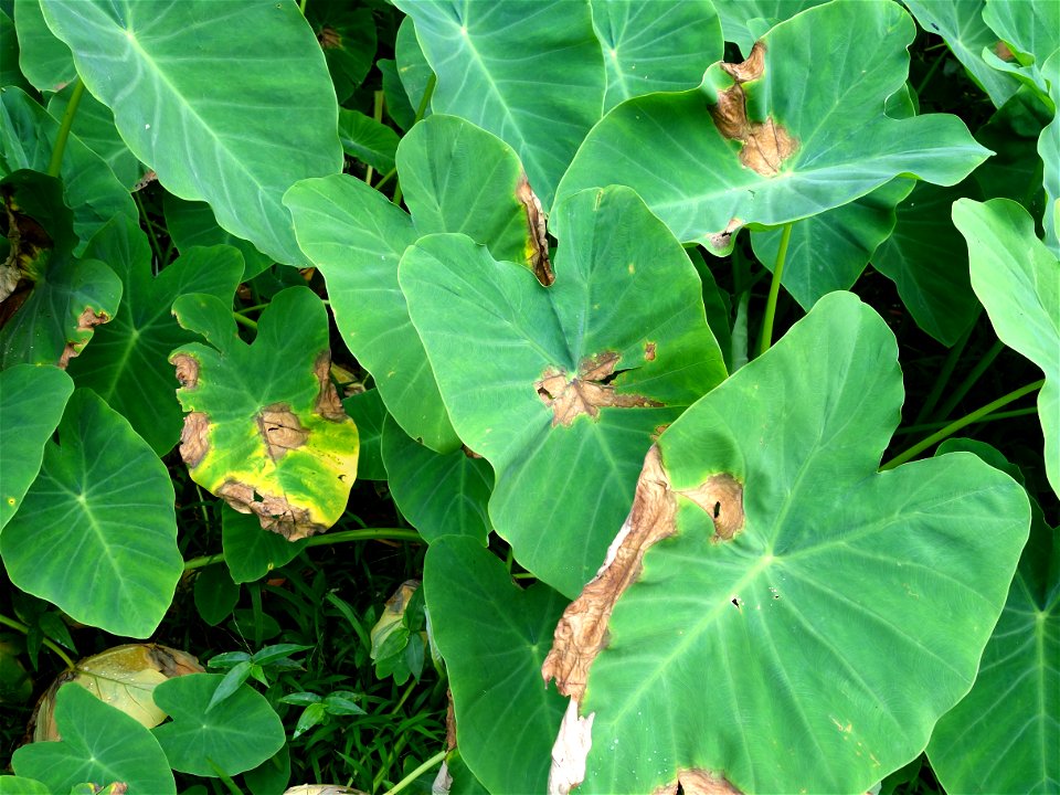 Pathogen: Phytophthora colocasiae | Read: www.ctahr.hawaii.edu/oc/freepubs/pdf/PD-71.pdf