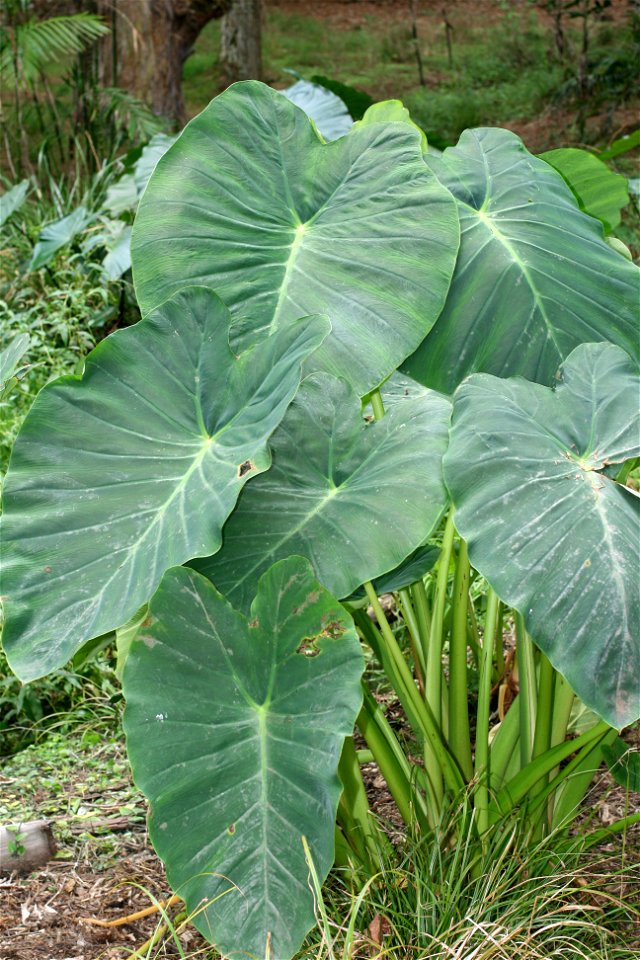 Colocasia esculenta, Māori name . Plants growing at Auckland, New Zealand.
