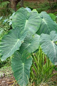Colocasia esculenta, Māori name . Plants growing at Auckland, New Zealand.