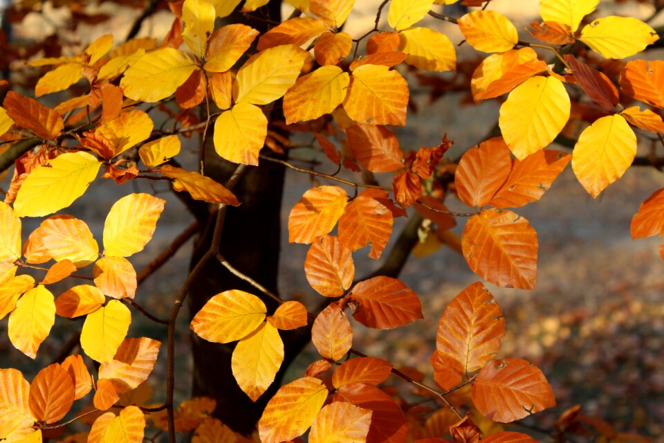 November autumn yellow