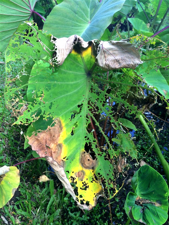 Read: www.ctahr.hawaii.edu/oc/freepubs/pdf/PD-71.pdf | Also note the Chinese rose beetle (Adoretus sinicus) feeding injury